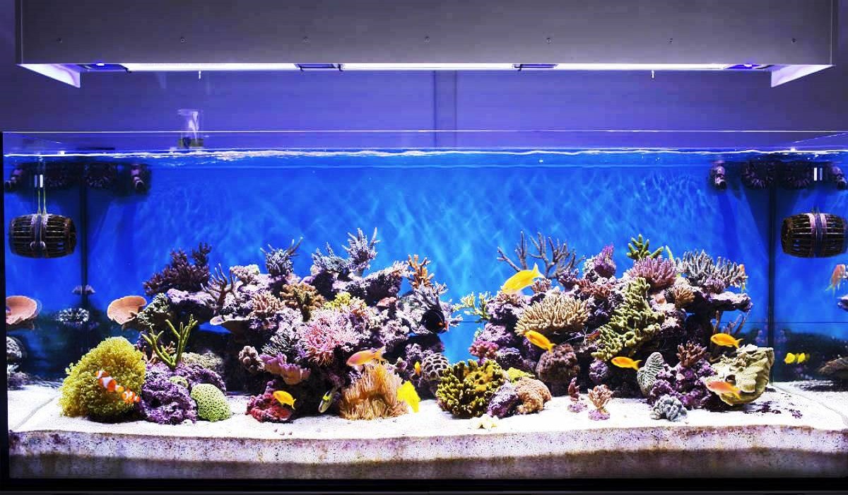 The Most Expensive Aquarium Fishes in the World